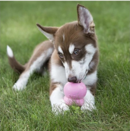 Kong Puppy S